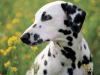 Captcha image 7383