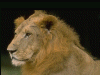 Captcha image 1301